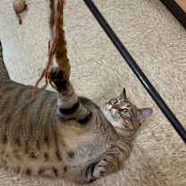 Thumbnail photo of Gypsy Moon #3