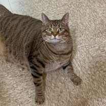 Thumbnail photo of Gypsy Moon #1