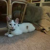 Thumbnail photo of Lucca #1