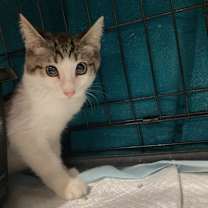 Thumbnail photo of Guttermouth #4