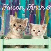 Thumbnail photo of Magpie #3