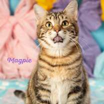 Thumbnail photo of Magpie #4