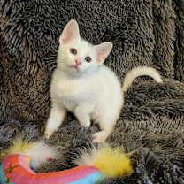 Thumbnail photo of George Clooney #3