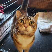 Thumbnail photo of Bean #1