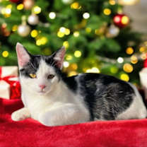 Thumbnail photo of Bo ' Sponsored adoption fee!!! #1