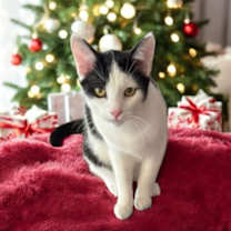 Thumbnail photo of Bo ' Sponsored adoption fee!!! #2