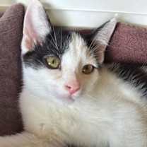 Thumbnail photo of Bo ' Sponsored adoption fee!!! #3