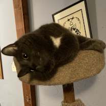 Thumbnail photo of Manfield #4