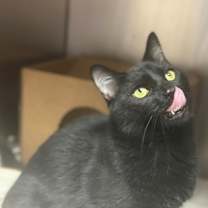 Thumbnail photo of Binx #1