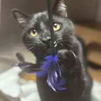 Thumbnail photo of Binx #2