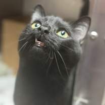 Thumbnail photo of Binx #3