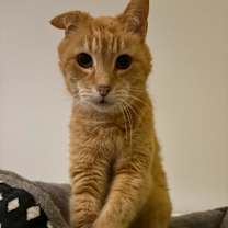 Thumbnail photo of Baloo #1