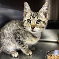 Thumbnail photo of Triangle Tree #2