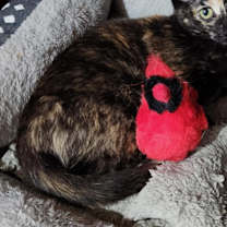 Thumbnail photo of Ophelia (w Orlando) #1