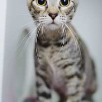 Thumbnail photo of Pip #1