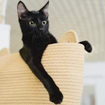 Thumbnail photo of Sapphire #1