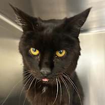 Thumbnail photo of Toothless #3