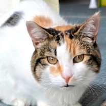 Thumbnail photo of Chrissy #1