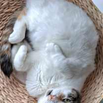 Thumbnail photo of Chrissy #2