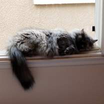 Thumbnail photo of Misha #2