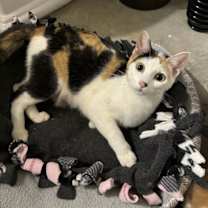 Thumbnail photo of Dolly #1