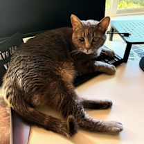 Thumbnail photo of Katsu #1