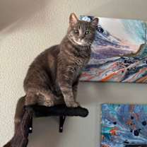 Thumbnail photo of Katsu #3