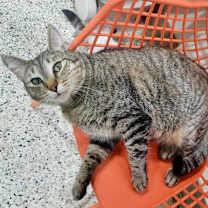 Thumbnail photo of Ivey #4