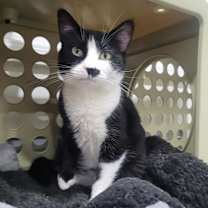 Thumbnail photo of Kaurren #3