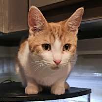 Thumbnail photo of Tortellini #2