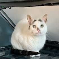 Thumbnail photo of Gretchen #4