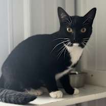 Thumbnail photo of Socks #1