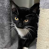 Thumbnail photo of Socks #2