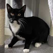 Thumbnail photo of Socks #3