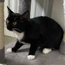 Thumbnail photo of Socks #4