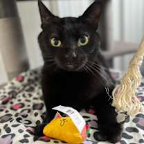 Thumbnail photo of Chex #1