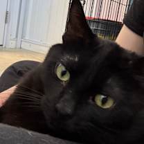 Thumbnail photo of Chex #2