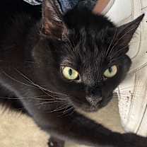 Thumbnail photo of Chex #4