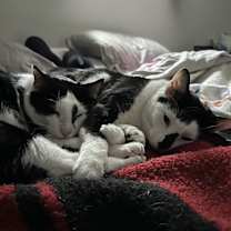 Thumbnail photo of Oreo and Truffle #1