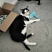 Thumbnail photo of Oreo and Truffle #2