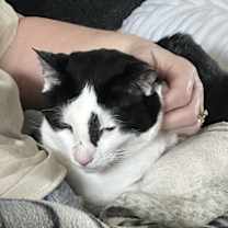 Thumbnail photo of Oreo and Truffle #3