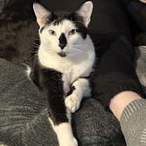 Thumbnail photo of Oreo and Truffle #4