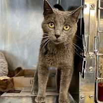 Thumbnail photo of Neala #4