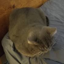 Thumbnail photo of Smokey #2