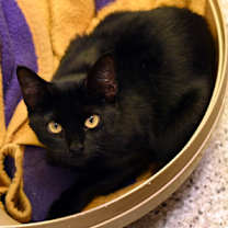 Thumbnail photo of Joan Jett #2