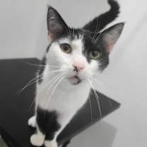 Thumbnail photo of Stanley #2