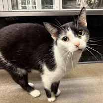 Thumbnail photo of Stanley #3