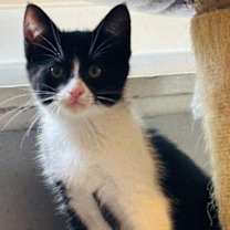 Thumbnail photo of Ace #1
