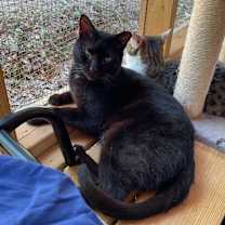 Thumbnail photo of Mr. Pumpkin #2