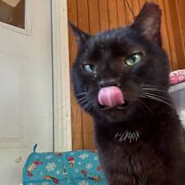 Thumbnail photo of Mr. Pumpkin #3